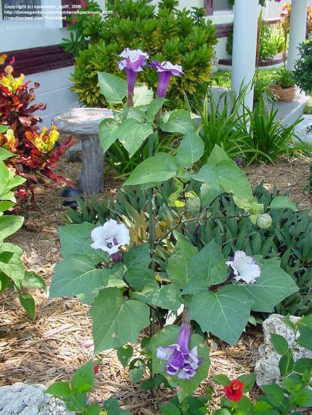 عکس تاتوره Datura metelSolanaceae 5